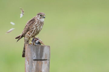 Merlin - Merlin - Falco columbarius ssp. aesalon, Russia (Baikal), adult, female