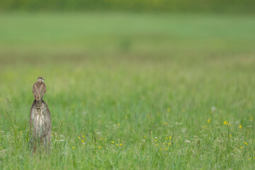 Merlin - Merlin - Falco columbarius ssp. aesalon, Russia (Baikal), adult, female
