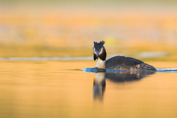 Great Crested Grebe - Haubentaucher - Podiceps cristatus ssp. cristatus, Germany (Baden-Württemberg), adult