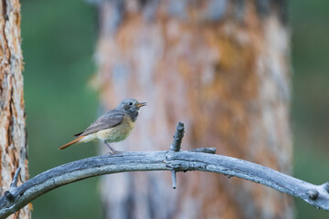 Common Redstart - Gartenrotschwanz - Phoenicurus phoenicurus ssp. phoenicurus, Russia (Oblast Irkutsk), adult female male-colored