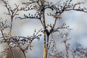 Nature winter background. Winter landscape. Shiny frost on the grass in the snow. Grass covered with frost and snow drifts close-up. Beautiful view of the winter nature. Frost macro. Frozen grass.