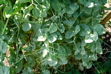 Green peas leaves that have been coated with anti-fungal chemicals.