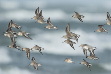 Dunlin - Alpenstrandläufer - Calidris alpina, Germany (Hamburg)