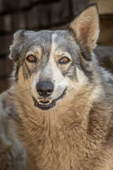 closeup portrait sad homeless abandoned colored brown dog outdoor