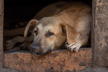 closeup portrait sad homeless abandoned colored brown dog outdoor