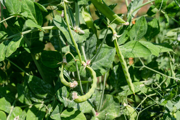 Pea plant - Pisum sativum - Legume.