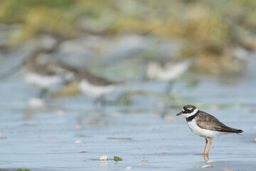 Common Ringed Plover - Sandregenpfeifer - Charadrius hiaticula, Germany (Hamburg), adult male