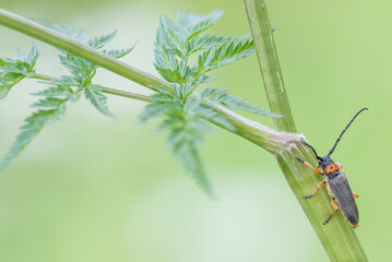 Macro image of an insect in Germany