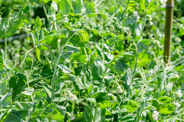 Pea plant - Pisum sativum - Legume.