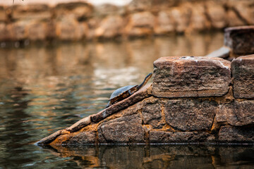 turtle on the stone