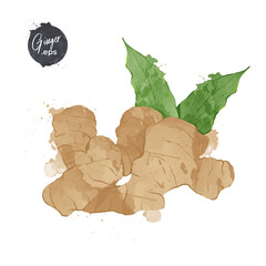 Ginger watercolour style Vector illustration.