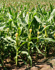 corn field, corn on the cob