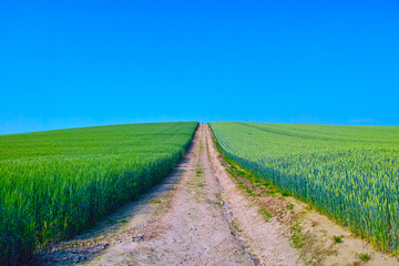 Fototapeta na wymiar 初夏の麦畑と農道のある風景 