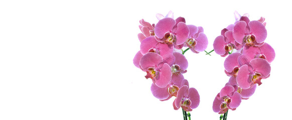 Fototapeta na wymiar heart-shaped with pink orchid flowers on pink background in panoramic view
