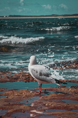 seagulls on the beach