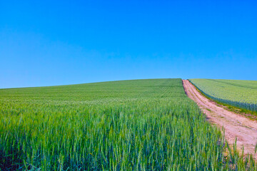 初夏の麦畑と農道のある風景
