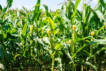 corn field, corn on the cob