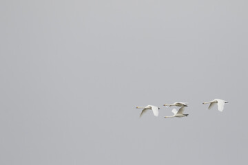 Tundra Swan - Zwergschwan - Cygnus columbianus ssp. bewickii, Germany (Niedersachsen), adult