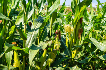 corn field, corn on the cob