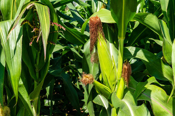 corn field, corn on the cob