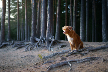 dog in forest. red Nova Scotia Duck Tolling Retriever in nature, sunlight