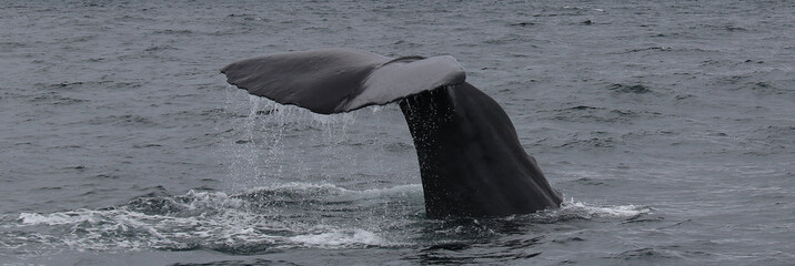 Pottwal - Sperm whale