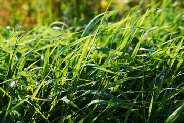 the green grass on the field, bathed in the rays of the sun, bent over from the wind