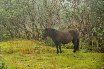 A black and brown pony in the forest