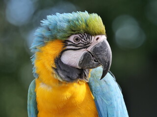 Gelbbrustara als Papagei mit Gefieder in blau und gelb, Ara ararauna