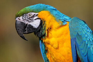 Gelbbrustara als Papagei mit Gefieder in blau und gelb, Ara ararauna © Holger T.K.
