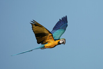 blau und gelber Papagei fliegt vor blauem Himmel, Gelbbrustara, Ara ararauna