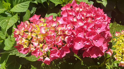 background of a pink and green hydrangea