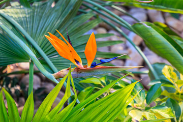 Colorful of Bird of paradise flower blossom