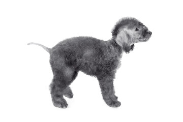 Purebred Bedlington Terrier puppy standing in a classic stance over white
