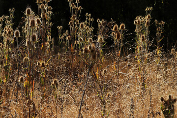 Yellow thistles in the fall