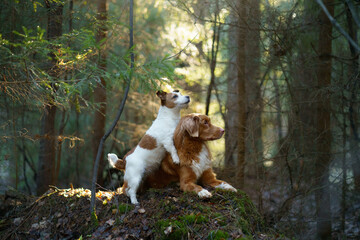 two dogs together in the forest. Nova Scotia Duck Tolling Retriever Jack Russell Terrier in nature. Pet friendship. 