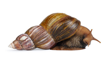 big brown snail goes away and looks to the camera isolated on white background. Close-up view 