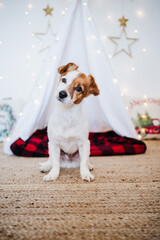 cute jack russell dog at home with Christmas decoration. Christmas time