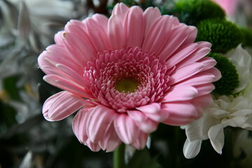 Fototapeta premium Fleur