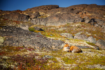 The fox in the tundra landscape - 400157714