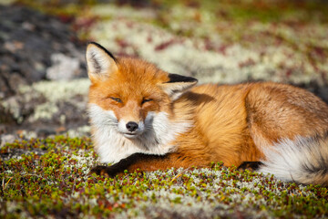red fox close up - 400157753