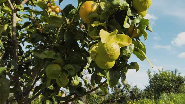 Bergamotti a Brancaleone di Reggio Calabria