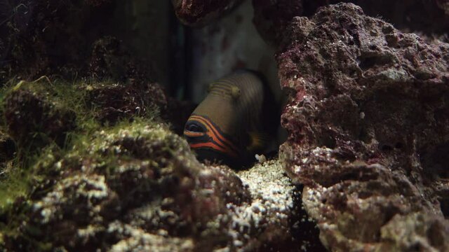 oceanarium one fish orange triggerfish hides between corals. Copy space.