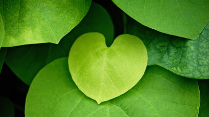 green heart shaped leaves of vine plant. Romantic background with green leaf heart shape