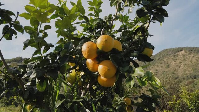 Bergamotti di brancaleone in Calabria
