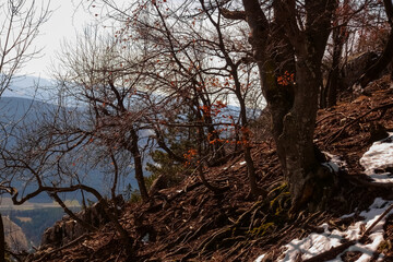trees with many roots on the surface during hiking in the mountains