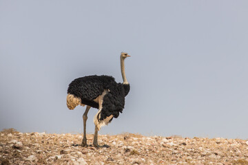 Ostrich in ballade in the Namib desert, near Solitaire