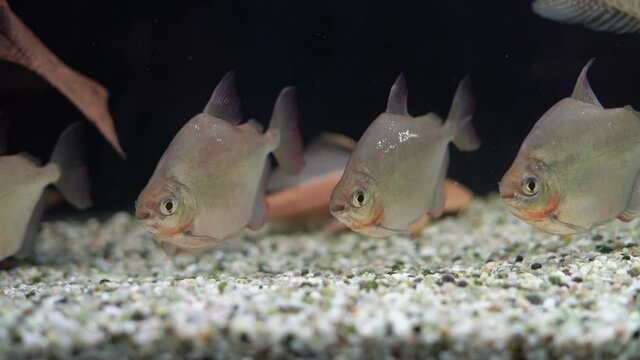 a flock of beautiful fish swims in the aquarium. Metynnis argenteus. Order: Characinous. Oceanarium.