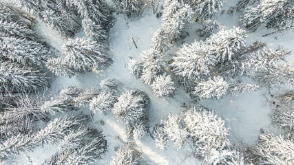 Winter forest with snowy trees, aerial view. Winter nature, aerial landscape with frozen river, trees covered white snow