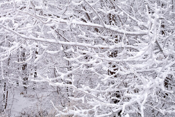 Branches of trees in the snow in the winter forest, background, close-up.